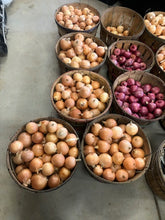 Load image into Gallery viewer, Onion - Valencia