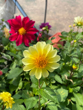 Load image into Gallery viewer, Flower - Mixed Beautiful Dahlia
