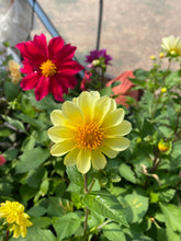 Load image into Gallery viewer, Flower - Mixed Beautiful Dahlia