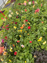 Load image into Gallery viewer, Flower - Mixed Beautiful Dahlia