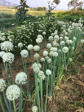 Load image into Gallery viewer, Onion - Front Range  Globe