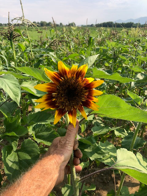 Flower Sunflower Tigers Eye