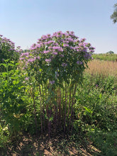 Load image into Gallery viewer, Flower - Wild Bergamot Bee Balm