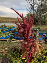 Load image into Gallery viewer, Amaranth - Plainsman