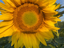 Load image into Gallery viewer, Flower - Sunflower / Purple Mammoth