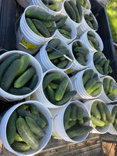 Load image into Gallery viewer, Cucumber - Marketmore