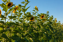 Load image into Gallery viewer, Flower - Sunflower / Purple Mammoth
