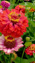 Load image into Gallery viewer, Flower - Zinnia / State Fair
