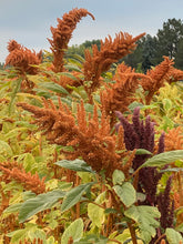 Load image into Gallery viewer, Amaranth - Golden Giant