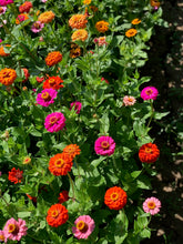 Load image into Gallery viewer, Flower - Zinnia / State Fair