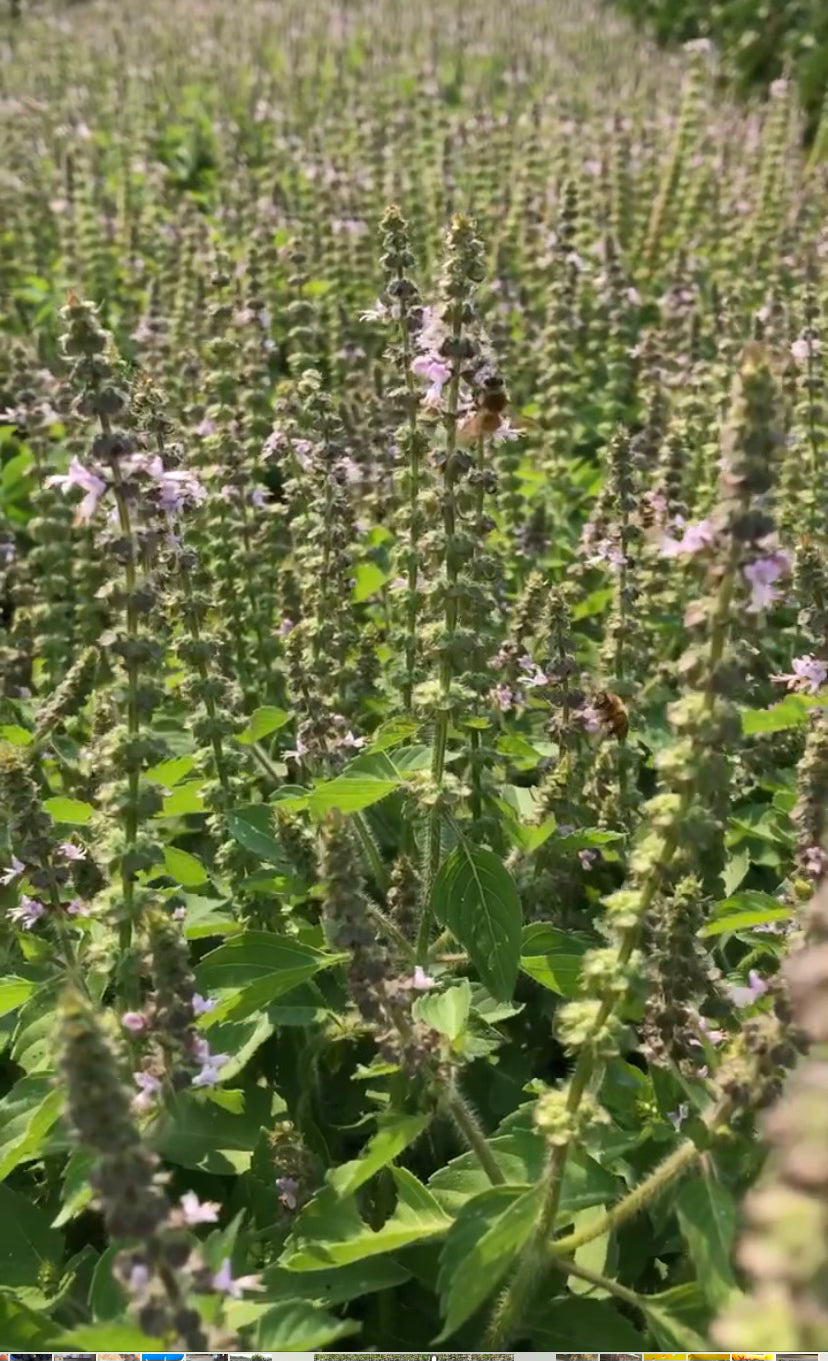 basil tulsi plant Basil