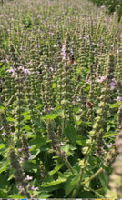 Load image into Gallery viewer, Basil - Tulsi Holy
