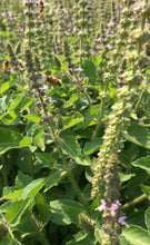 Load image into Gallery viewer, Basil - Tulsi Holy