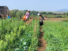 Load image into Gallery viewer, CSA Members Invite: MASA Harvest Celebration and Adopt-a-Row Kickoff