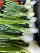 Load image into Gallery viewer, Onion - Valencia