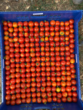 Load image into Gallery viewer, Tomato - Chadwick Cherry
