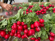Load image into Gallery viewer, Radish - Cherry Bell