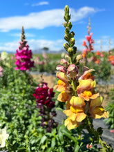 Load image into Gallery viewer, Flower - Snap Dragon Rocket Mixed Colors