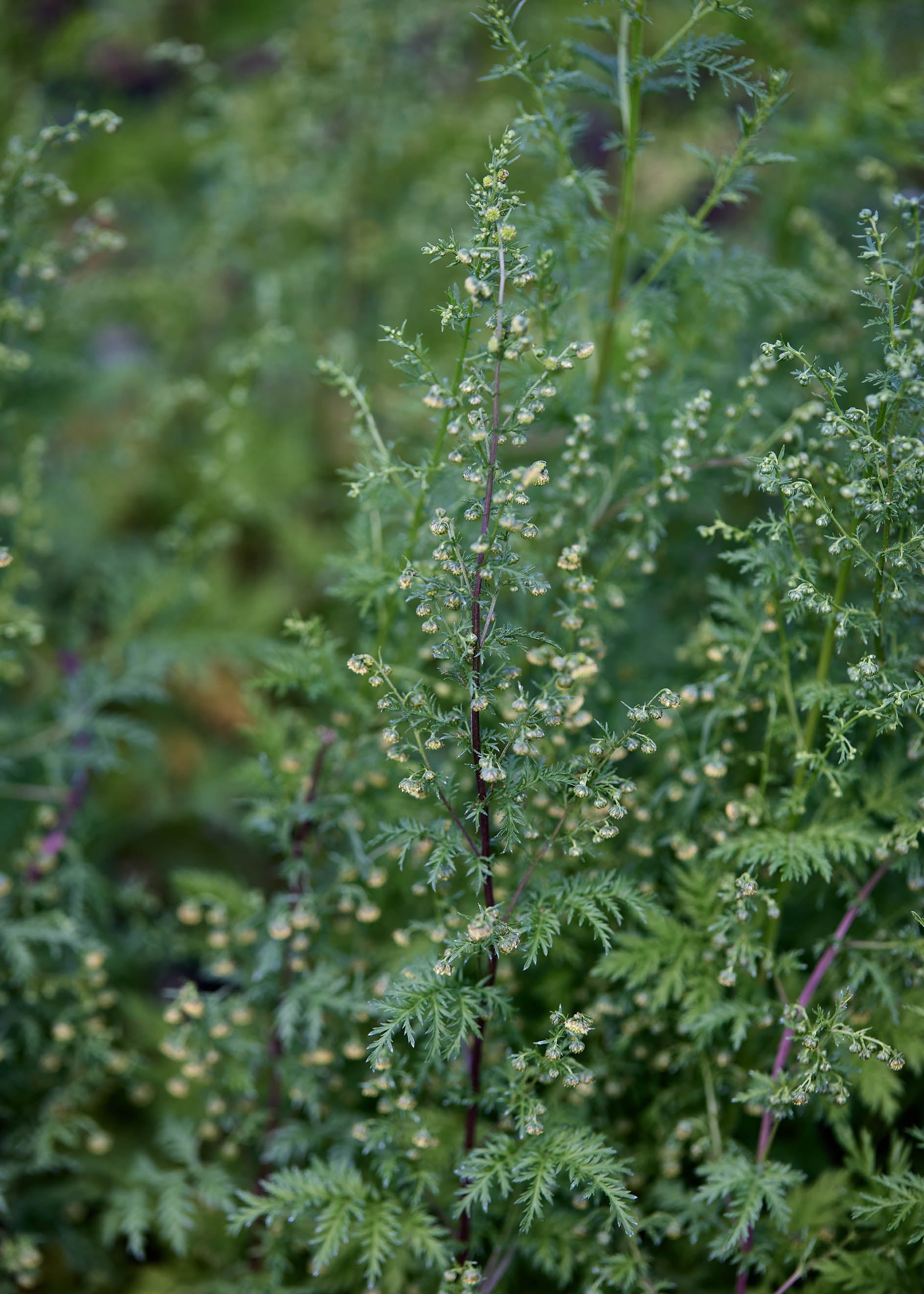 Herbs - Sweet Annie Mugwort