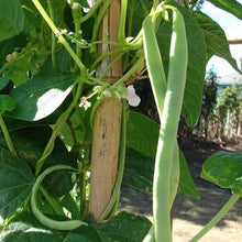Load image into Gallery viewer, Snap Bean - Provider Green