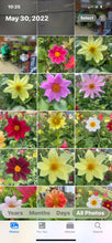 Load image into Gallery viewer, Flower - Mixed Beautiful Dahlia