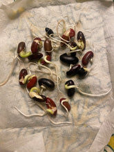 Load image into Gallery viewer, Bean - Anasazi