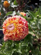 Load image into Gallery viewer, Flower - Zinnia / Peppermint Sticks