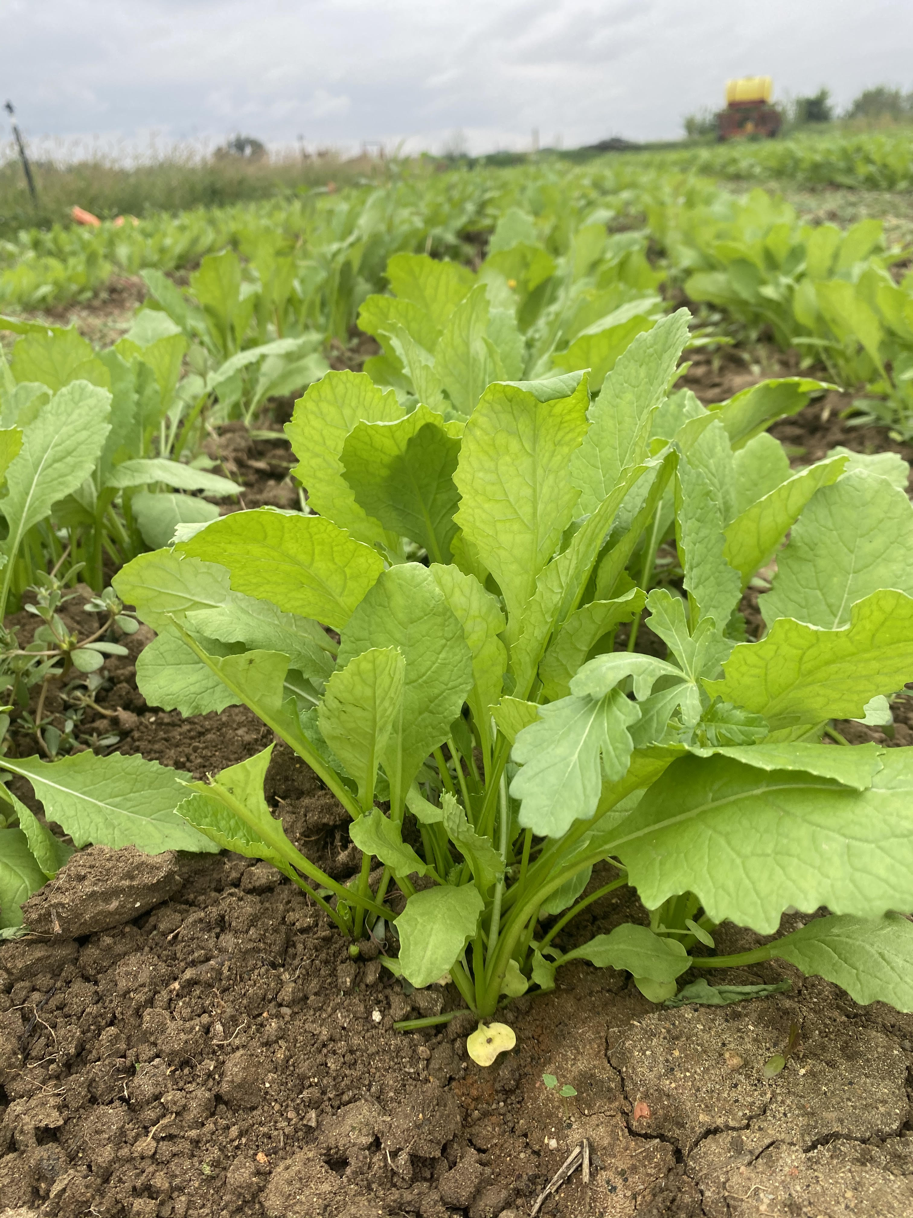 Arugula