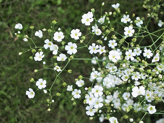 Baby's breath flowers! Blossoms that bloom with pride