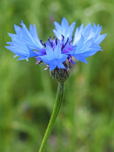 Load image into Gallery viewer, Flower - Bachelor Buttons