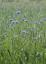 Load image into Gallery viewer, Flower - Bachelor Buttons