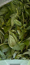 Load image into Gallery viewer, Basil - Genovese Italian Basil