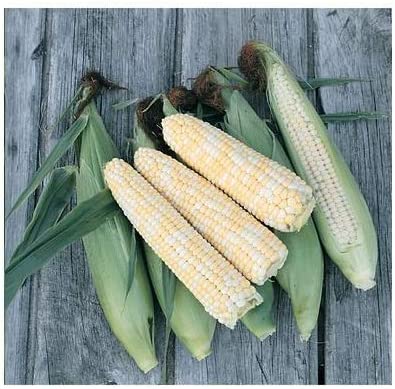 Corn - Double Standard Sweet Corn