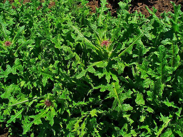 Herb