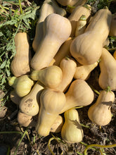 Load image into Gallery viewer, Squash -  Waltham Butternut