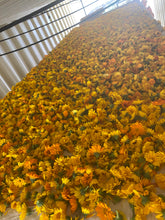 Load image into Gallery viewer, Herbs - Calendula / Pacific Beauty