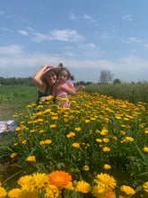 Load image into Gallery viewer, Herbs - Calendula / Pacific Beauty