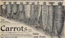 Load image into Gallery viewer, Carrot - Japanese Imperial Long