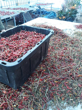 Load image into Gallery viewer, Pepper - Serrano Chili Hidalgo