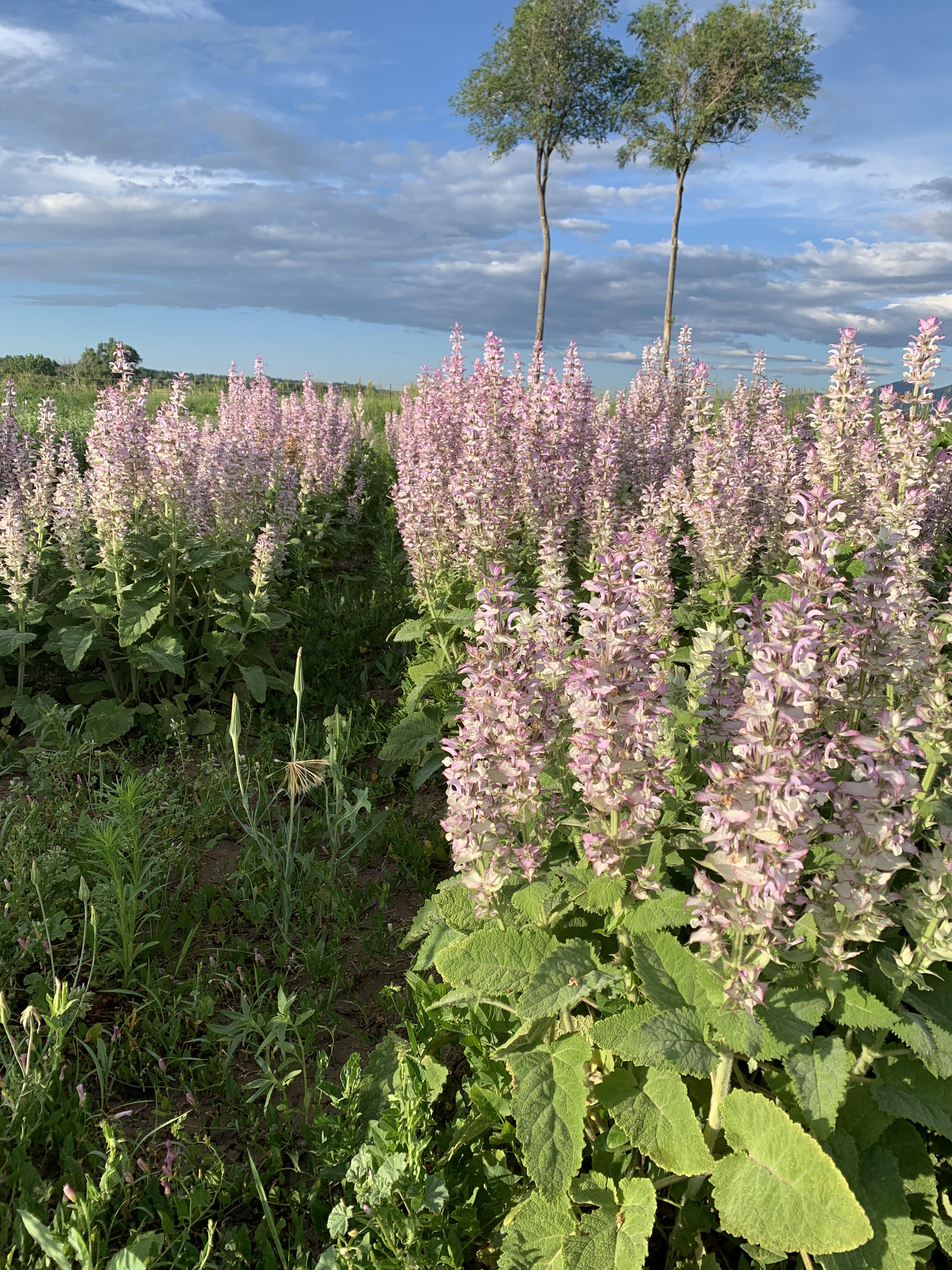planting clary sage seeds Herbs