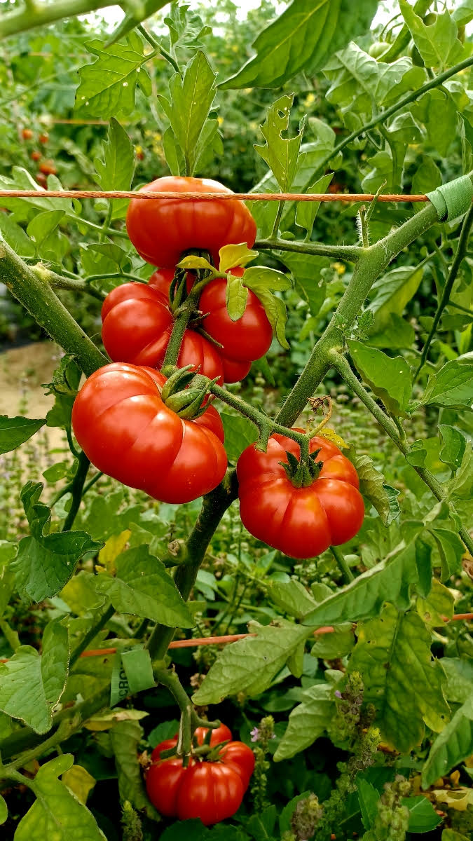 Tomato -  Costaluto Genovese