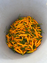 Load image into Gallery viewer, Pepper - Criolla Sella Hot