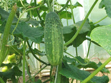 Load image into Gallery viewer, 2025 Summer Sown Staple Crop Garden  ~ The Regenerative Rancher Collection