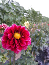 Load image into Gallery viewer, Flower - Mixed Beautiful Dahlia