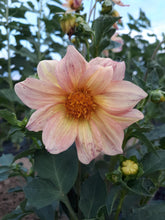 Load image into Gallery viewer, Flower - Mixed Beautiful Dahlia
