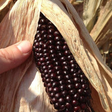 Load image into Gallery viewer, Corn - Dakota Black Popcorn
