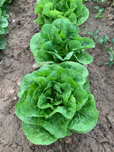 Load image into Gallery viewer, 2025 Front Range Gardeners Seed Set  ~ The Backyard Gardener Collection