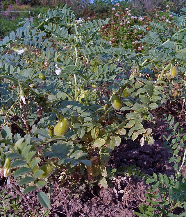 garbanzo plant Peas