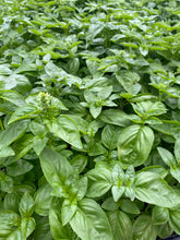 Load image into Gallery viewer, Basil - Genovese Italian Basil