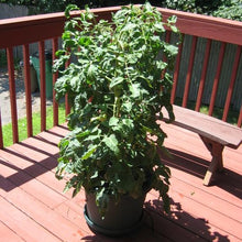 Load image into Gallery viewer, Tomato - Geranium Kiss
